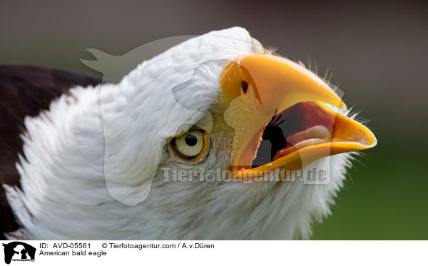 American bald eagle / AVD-05561