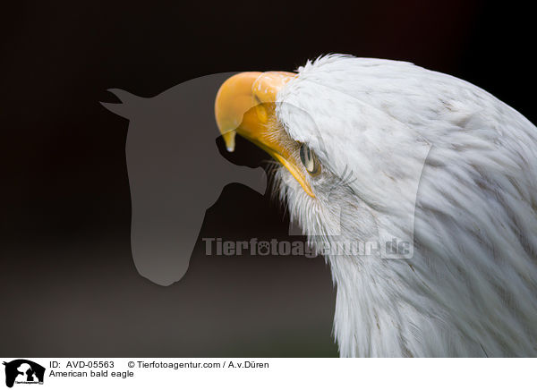 Wei�kopfseeadler / American bald eagle / AVD-05563