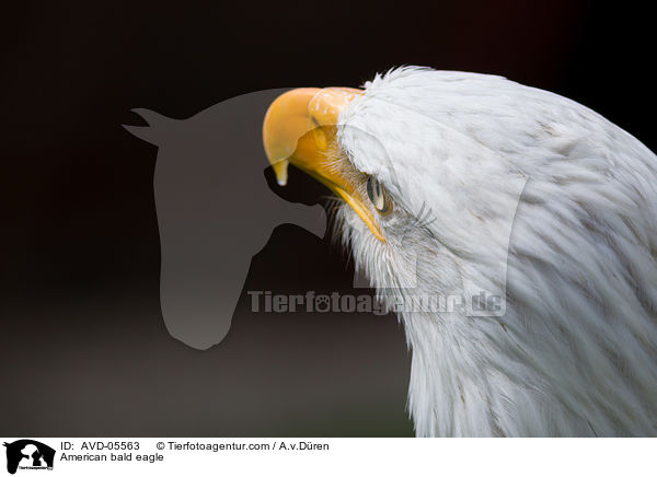 American bald eagle / AVD-05563