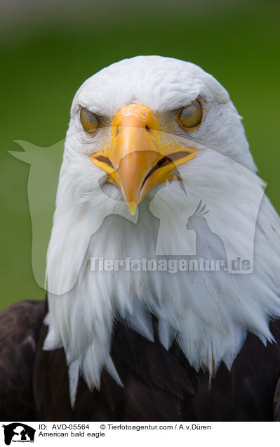American bald eagle / AVD-05564