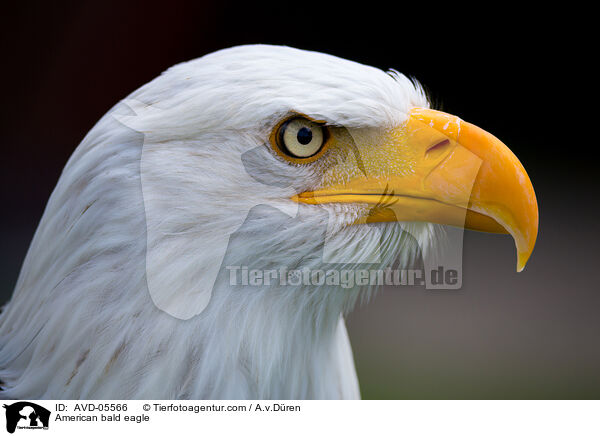 American bald eagle / AVD-05566