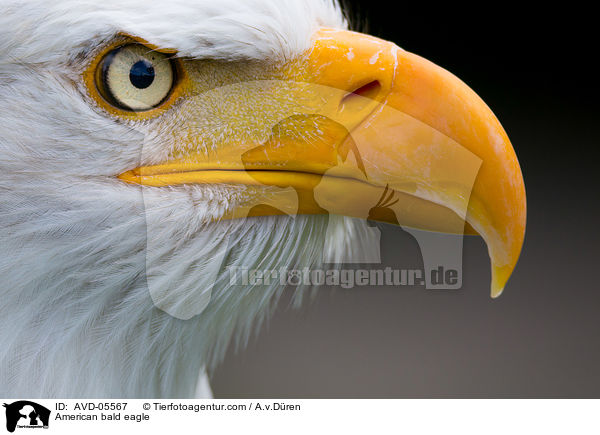 American bald eagle / AVD-05567