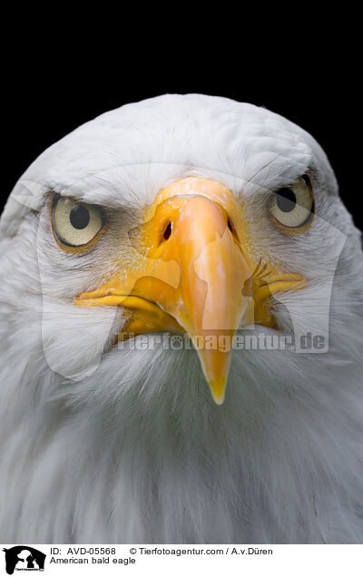 American bald eagle / AVD-05568