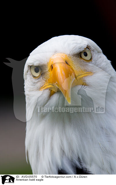 American bald eagle / AVD-05570