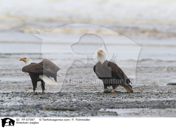 Weikopfseeadler / American eagles / FF-07087