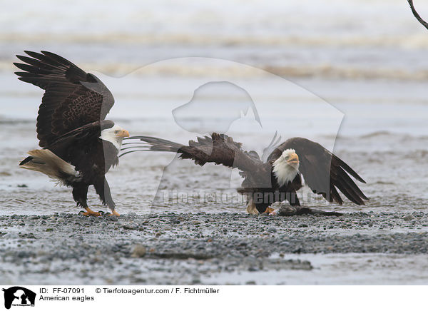 Weikopfseeadler / American eagles / FF-07091