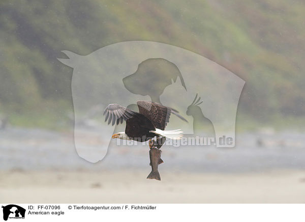 American eagle / FF-07096