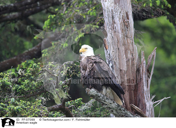 American eagle / FF-07099