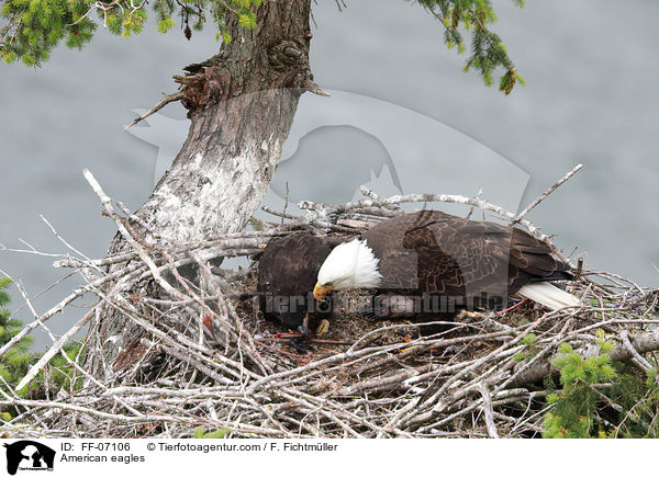 Weikopfseeadler / American eagles / FF-07106