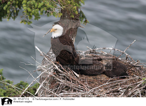 Weikopfseeadler / American eagles / FF-07113