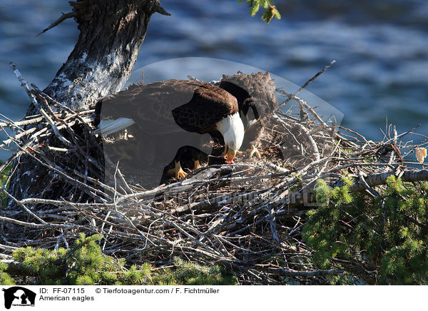 Weikopfseeadler / American eagles / FF-07115