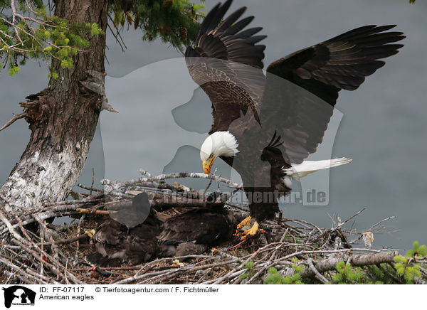 Weikopfseeadler / American eagles / FF-07117