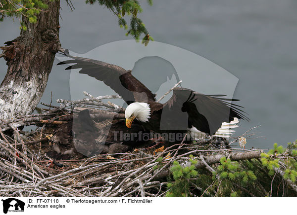 Weikopfseeadler / American eagles / FF-07118