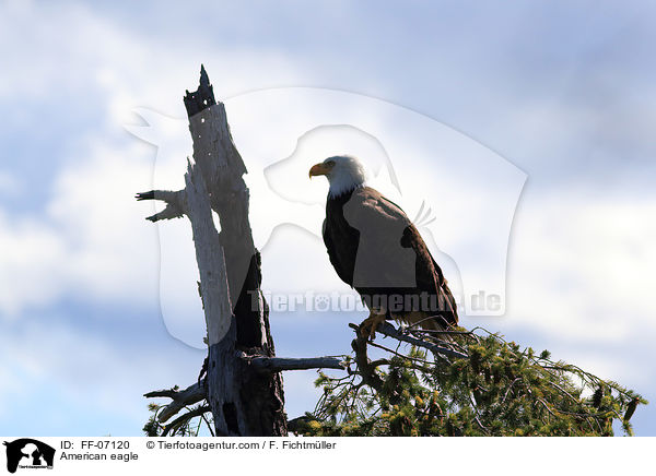 Weikopfseeadler / American eagle / FF-07120