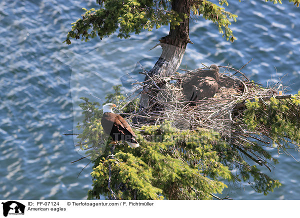 Weikopfseeadler / American eagles / FF-07124