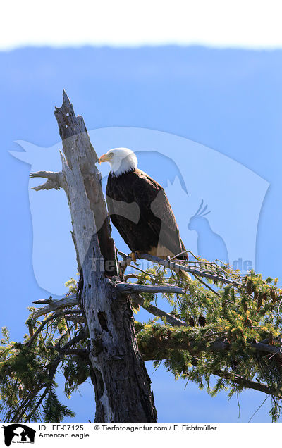 American eagle / FF-07125