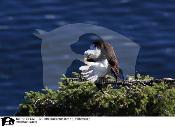 Weikopfseeadler / American eagle / FF-07132