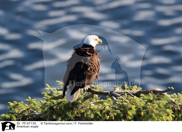 Weikopfseeadler / American eagle / FF-07135