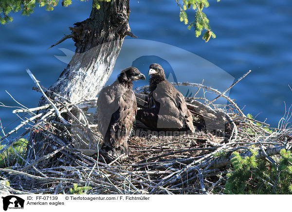 Weikopfseeadler / American eagles / FF-07139