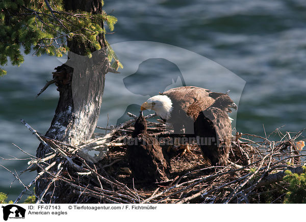 Weikopfseeadler / American eagles / FF-07143