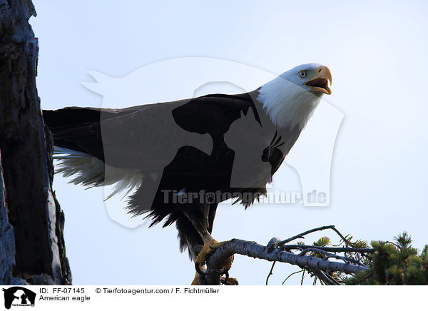 American eagle / FF-07145