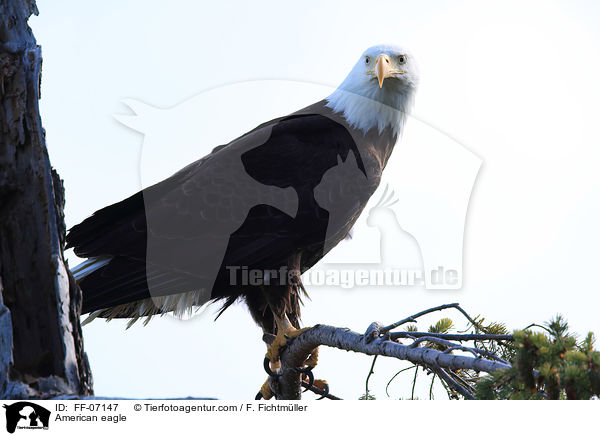 American eagle / FF-07147
