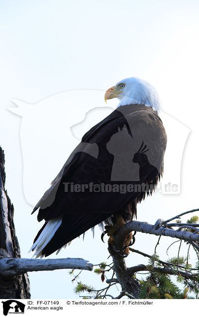 American eagle / FF-07149
