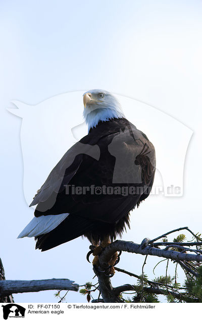 American eagle / FF-07150