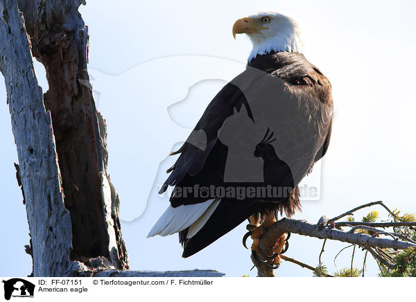 Weikopfseeadler / American eagle / FF-07151