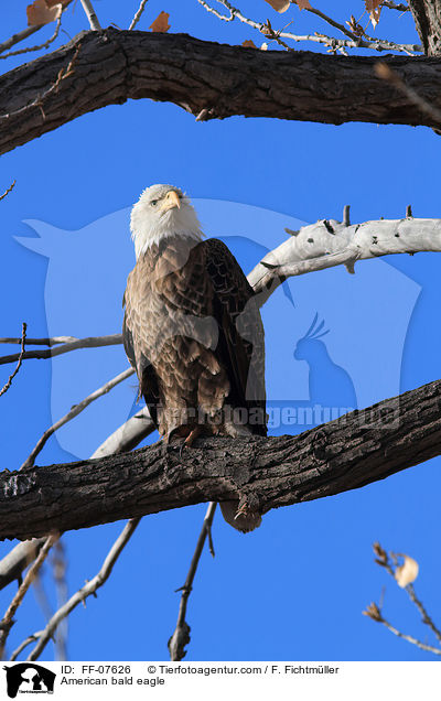 American bald eagle / FF-07626