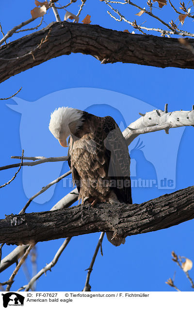 American bald eagle / FF-07627