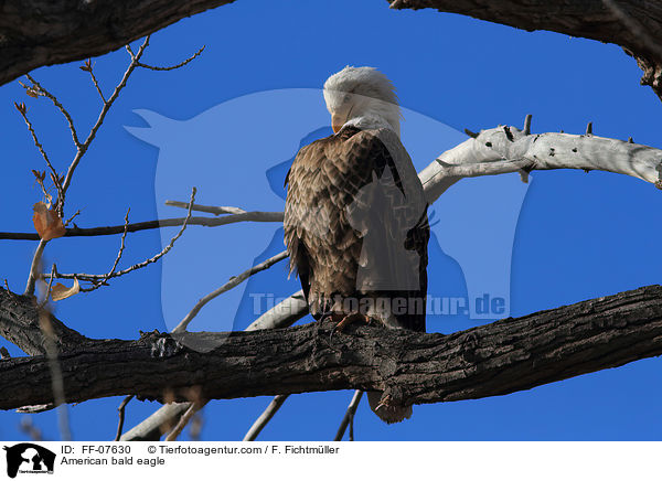 American bald eagle / FF-07630