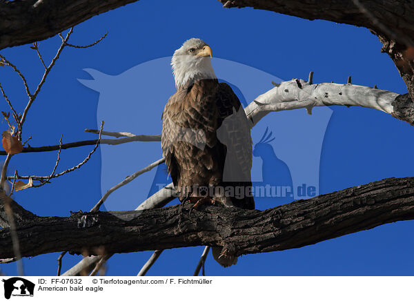 American bald eagle / FF-07632