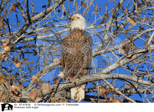American bald eagle / FF-07638