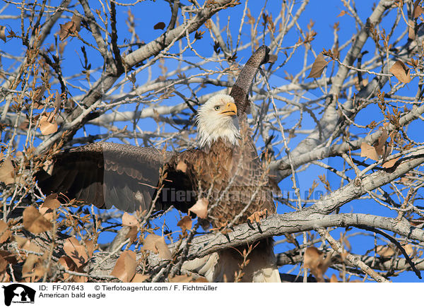 Weikopfseeadler / American bald eagle / FF-07643