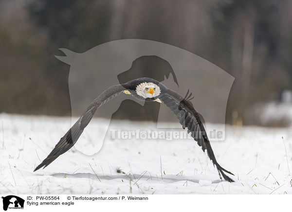 fliegender Weikopfseeadler / flying american eagle / PW-05564