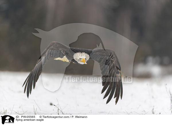 fliegender Weikopfseeadler / flying american eagle / PW-05565