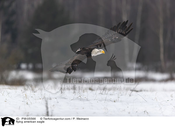 fliegender Weikopfseeadler / flying american eagle / PW-05566