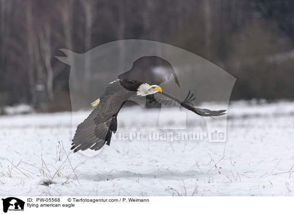 flying american eagle / PW-05568