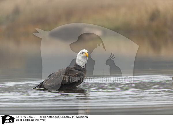 Bald eagle at the river / PW-05579