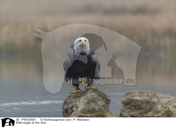 Bald eagle at the river / PW-05581