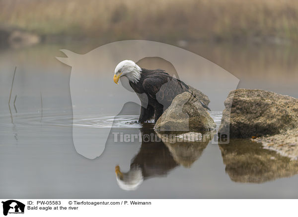 Weikopfseeadler am Fluss / Bald eagle at the river / PW-05583