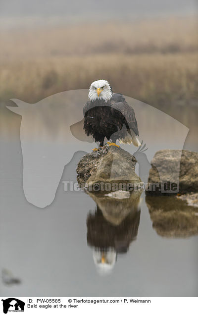 Bald eagle at the river / PW-05585