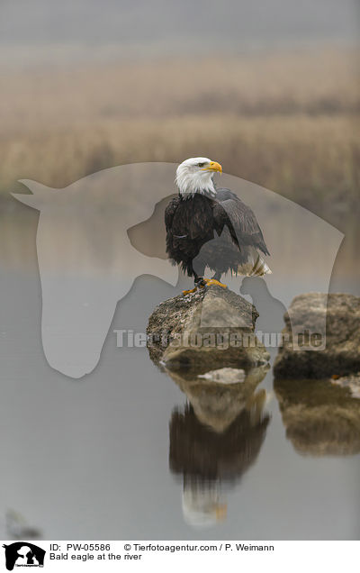 Bald eagle at the river / PW-05586