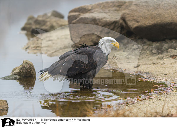 Bald eagle at the river / PW-05587