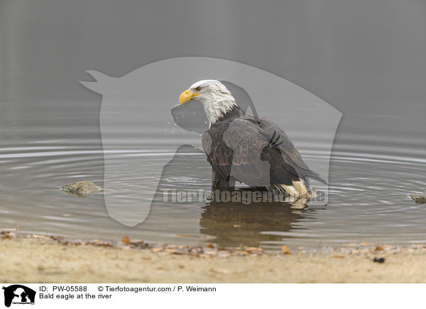 Bald eagle at the river / PW-05588