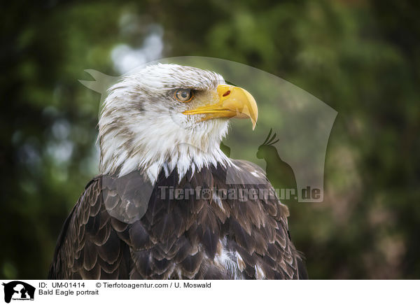 Weikopfseeadler Portrait / Bald Eagle portrait / UM-01414
