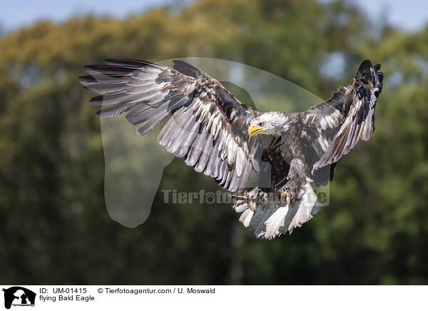 fliegender Weikopfseeadler / flying Bald Eagle / UM-01415