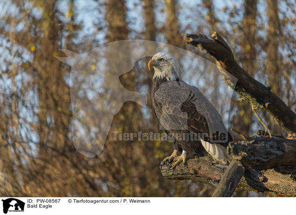 Weikopfseeadler / Bald Eagle / PW-08567