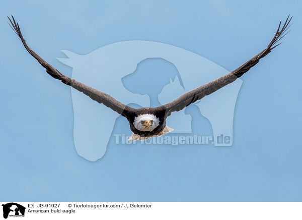 American bald eagle / JG-01027